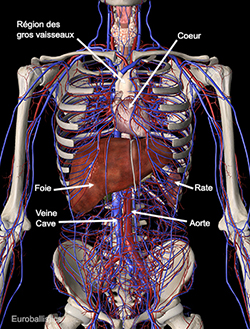 Système vasculaire avec foie et rate. Vue de face