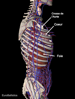 Système vasculaire avec foie. Vue de profil