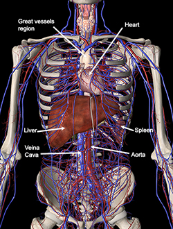 Vascular network with the liver. Front view