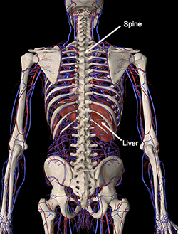 SVascular network with the liver. Back view