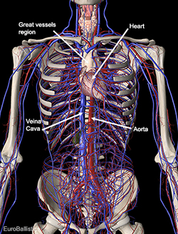 Vascular network. Front view